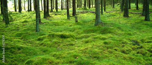 moosgrün