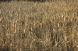 cat tails