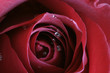 canvas print picture scarlet passion