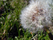 sowthistle