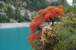 sumac de haute provence