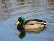 canard