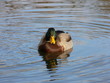 canard
