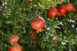 pomegranates