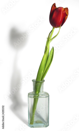 tulpe tulpe