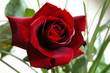 rose rouge rose rouge