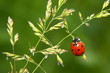 coccinelle coccinelle