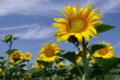 tournesols
