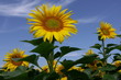 tournesols tournesols