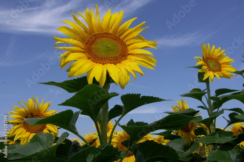 tournesols