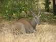 antilope au repos