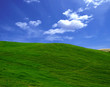 green field in the summer