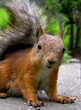 squirrel