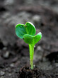 radish