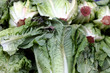 lettuce for sale