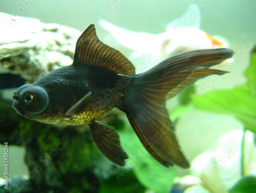 Foto: blacky blacky