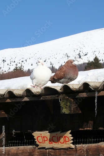 Photo: love birds love birds