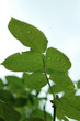 goutte de pluie