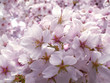 cherry blossoms