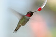 hummingbird at feeder 2