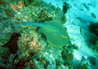 spotted stingray spotted stingray