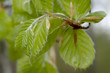 blatt_buche blatt_buche