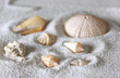 sea shells