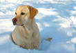 labrador and snow