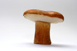 wild mushroom