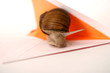 snail mail closeup