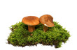 wild mushrooms