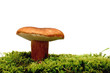 wild mushroom over white