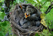 baby birds in their nest