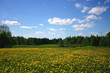 dandelion landscape
