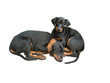 dobermann pups