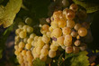 grappe blanc grappe blanc