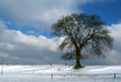 die ulme im winter