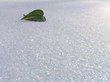 green leaf on a snow.