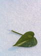 green leaf on a snow.