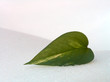 green leaf on a snow.