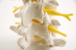 Photo: piece of spine piece of spine