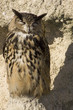 grand duc 2