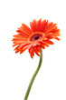 rising daisy rising daisy
