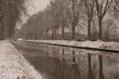 alignement d'arbres en hiver
