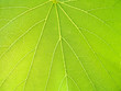 feuille feuille