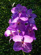 Photo: orchid flower 08 orchid flower 08
