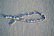 Foto: das symbol fisch das symbol fisch