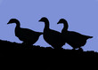 trio of geese silhouette at night