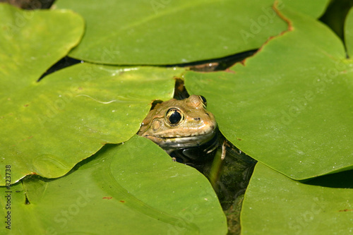 la tête de grenouille