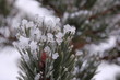 sapin en hiver